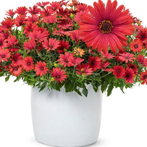 Osteospermum ecklonis 'Erato® Red' - Eckloni kuldkakar 'Erato® Red' P9/0,55L 